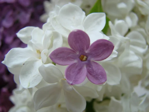 Concept of leader, or differentiation.Purple lilac flowers as a background — стоковое фото