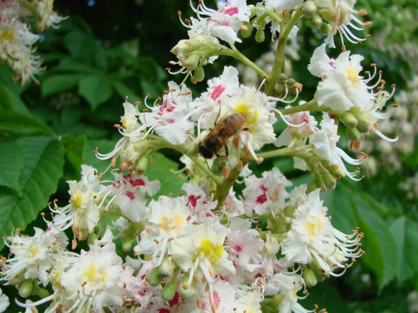 Pszczoła na kwiaty kasztanowca. Pszczoła zapyluje kwiaty. — Zdjęcie stockowe