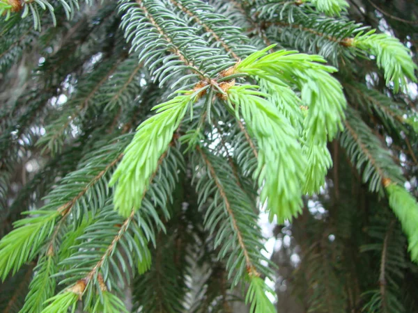 Jul gröna träd gren eller gren Gran. Makrofotografering. Spruce närbild. — Stockfoto