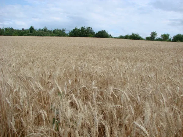 小麦畑を通る田舎道。夏のイエロー大麦畑。農業の季節、収穫の時期。日没の日の出のカラフルなドラマチックな空. — ストック写真