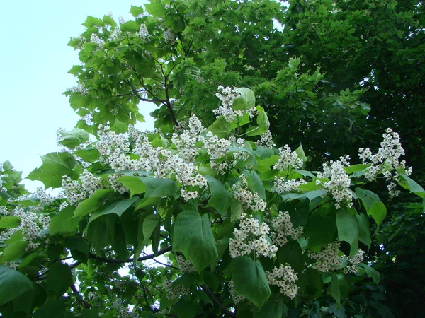 Fleurs de châtaignier blanc avec de minuscules fleurs tendres et fond de feuilles vertes . — Photo