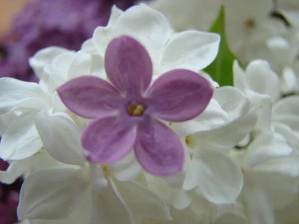 Concept of leader, or differentiation.Purple lilac flowers as a background — стоковое фото