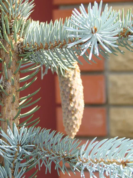 Rama primaveral de gran abeto de coníferas, nombre latino Picea con largos conos colgantes grandes — Foto de Stock