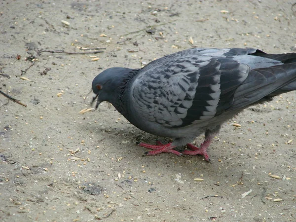 Graue Waldtaube, Columba palumbus, auf verschwommenem Hintergrund sitzend — Stockfoto