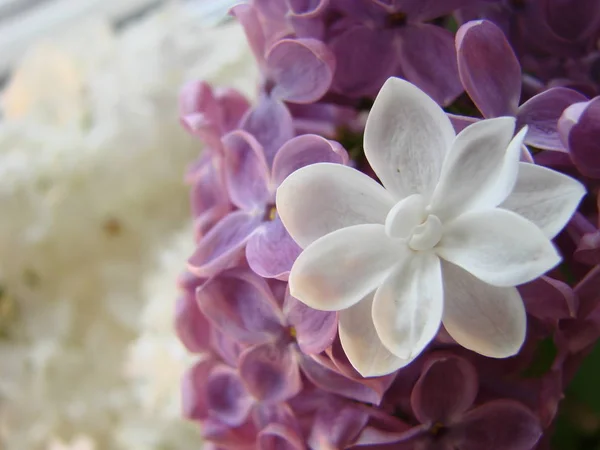 Concept of leader,or differentiation.Purple lilac flowers as a background — Stock Photo, Image
