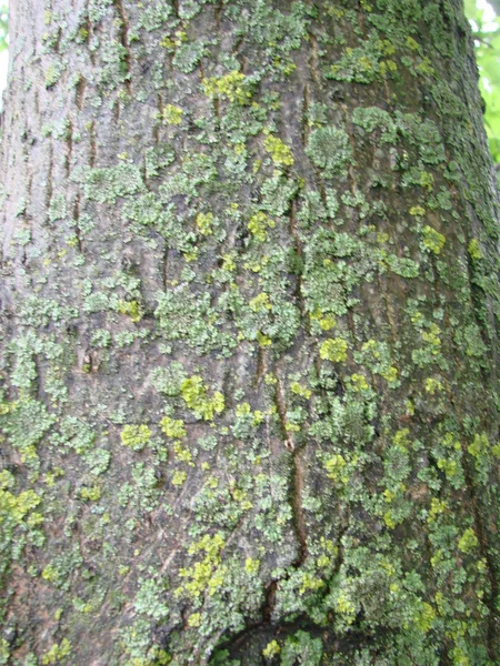 Echte baumartige Holzstruktur. Holzhintergrund mit grünem Moos und Schimmel. Naturwald rustikal Foto. — Stockfoto