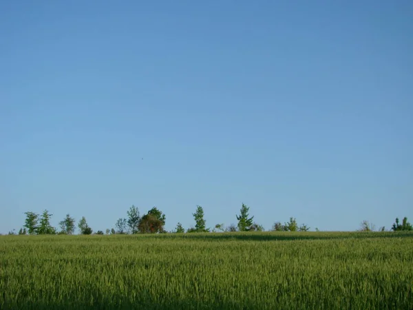 Buğday Sakalları.Buğday tarlası sabah gündoğumu ve güneş ışığı — Stok fotoğraf