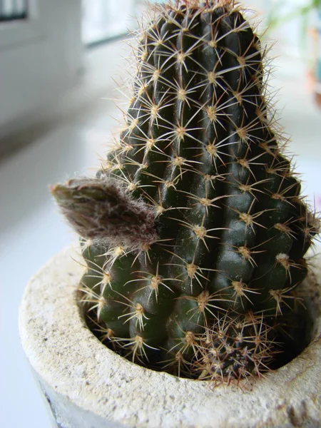 Cacto em flor Opuntia monacantha. Flor de cacto rosa botão — Fotografia de Stock