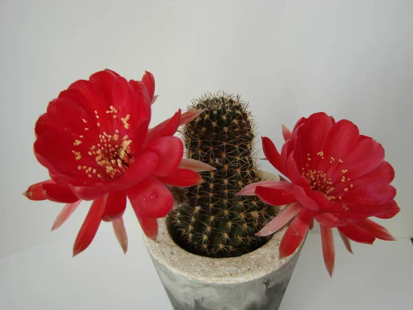 Two Fully Open Cactus Flowers — Stock Photo, Image