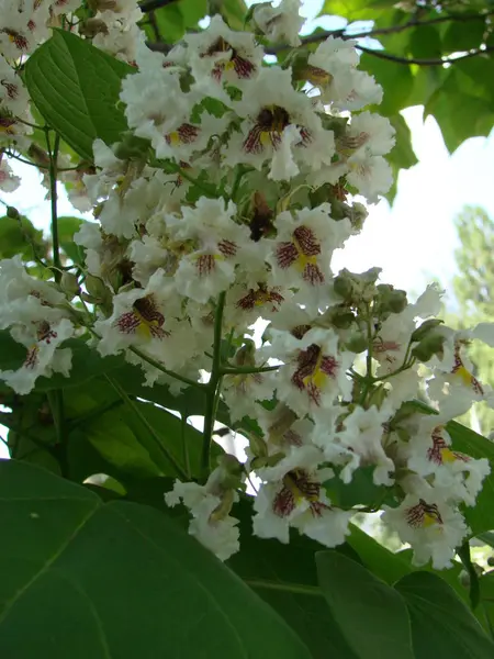 Flores de castaño en flor de primavera con fondo , — Foto de Stock