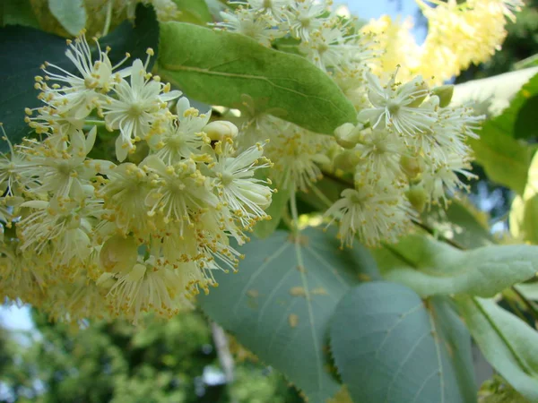 黙示録 自然医学と癒しのハーブティーに使用される開花木リンデン木材の花 春の自然を背景に咲くリンデンやライムの木 — ストック写真