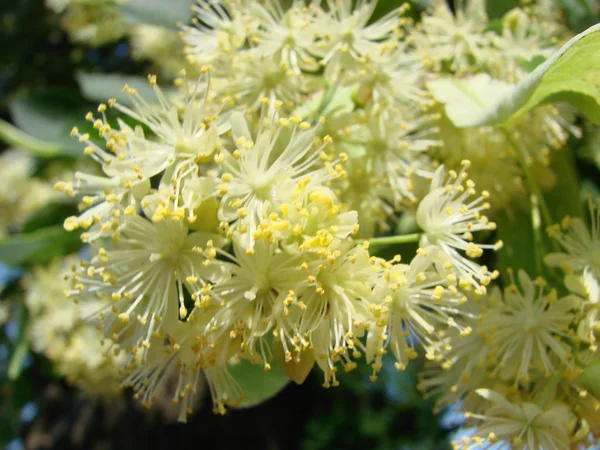 Kwiaty kwitnących drzew lipy, używane do farmacji, aptekarza, medycyny naturalnej i uzdrawiającej herbaty ziołowej. — Zdjęcie stockowe