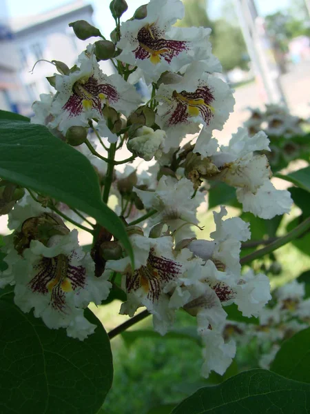 春の開花栗の花を背景に, — ストック写真