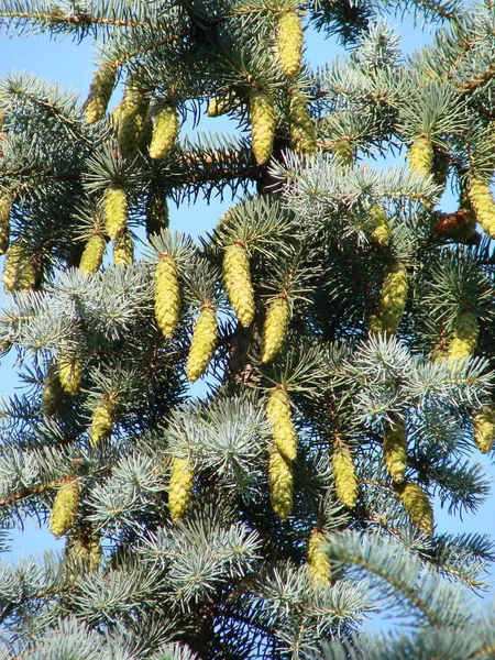 Ramo de primavera de grande árvore de abeto conífera, nome latino Picea com grandes cones pendurados — Fotografia de Stock