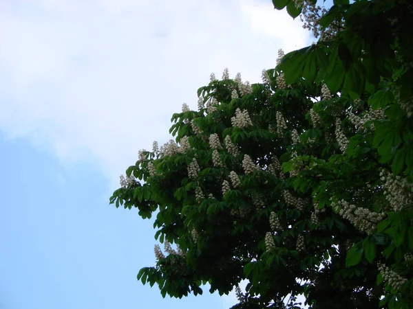 Cheval de châtaignier en fleurs. Bouquets blancs de fleurs de châtaignier sur fond bleu ciel — Photo