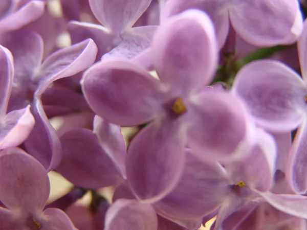 宏的春天丁香紫色花，抽象花卉背景图像 — 图库照片