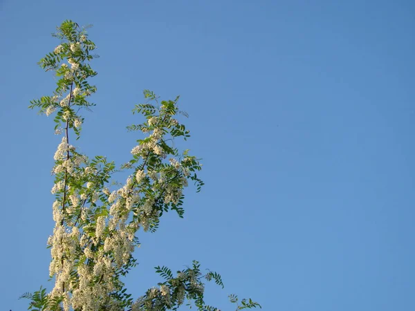 Panoráma banner háttere Wattle Acacia kék ég ellen. — Stock Fotó