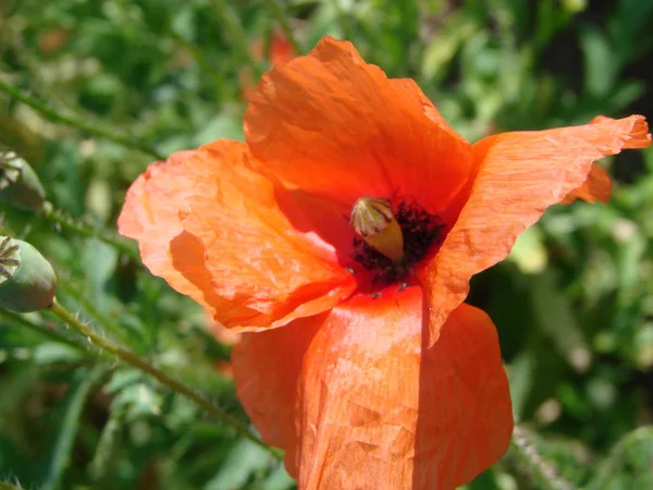 Flores de papoula vermelha no campo como símbolo para o Dia da Memória — Fotografia de Stock