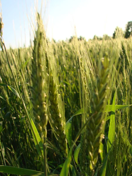 Barbas de trigo. Campo de trigo manhã nascer do sol e sol — Fotografia de Stock