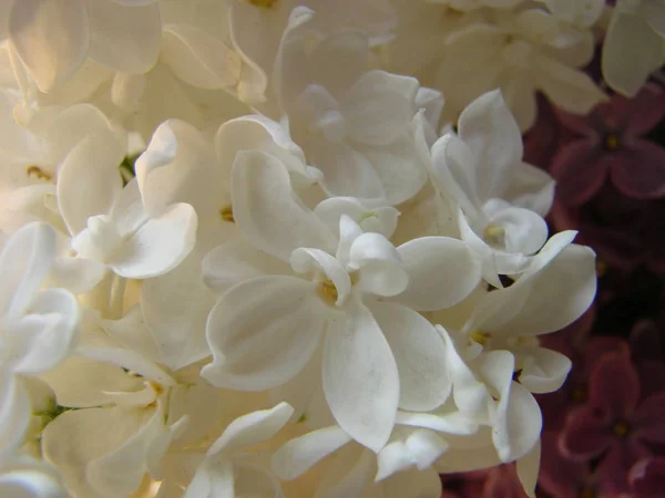 Lilac white. A branch of blooming white lilac macro. Spring flower — Stock Photo, Image