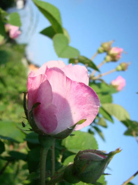 Bellissimi fiori di rose della casa da tè nel letto del giardino — Foto Stock