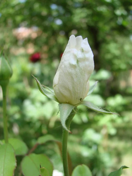 Bud, flower of white varietal rose on the background of green grass in the garden, spring, summer, holiday, — Stock Photo, Image