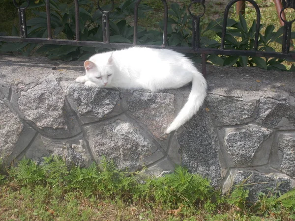 Sevimli zencefil ve beyaz tom kedi bahçede rahatlatıcı — Stok fotoğraf