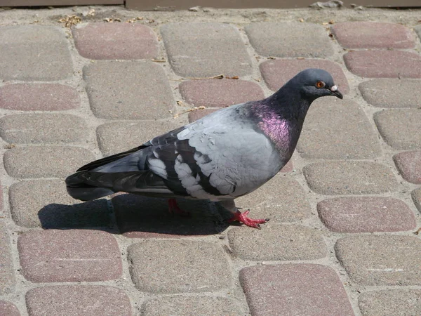 Graue Waldtaube, Columba palumbus, auf verschwommenem Hintergrund sitzend — Stockfoto