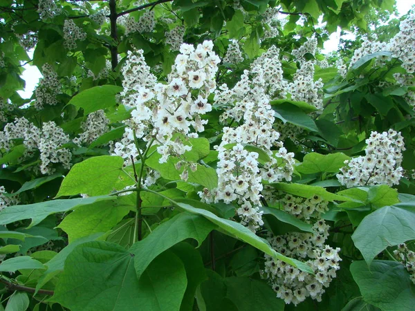 White chestnut blossom with tiny tender flowers and green leaves background. — Stock Photo, Image