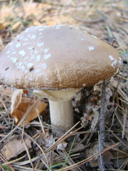 Seta tóxica y alucinógena Mosca Agárica en la hierba sobre el fondo del bosque otoñal . —  Fotos de Stock