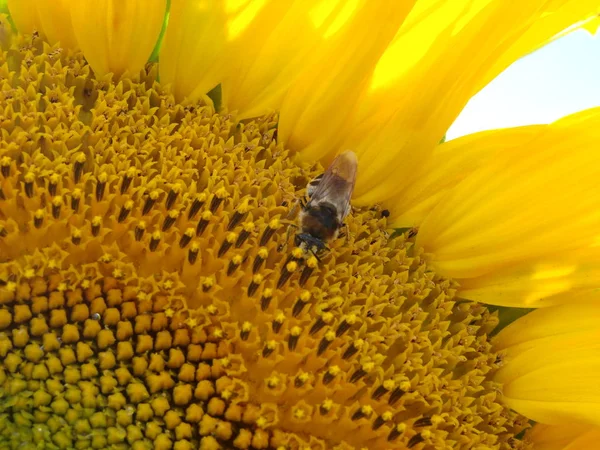 Honey Bee pollinating sunflower. Bee produces honey on a flower. Close-up shot of bee collect nectar on sunflower — Stock Photo, Image