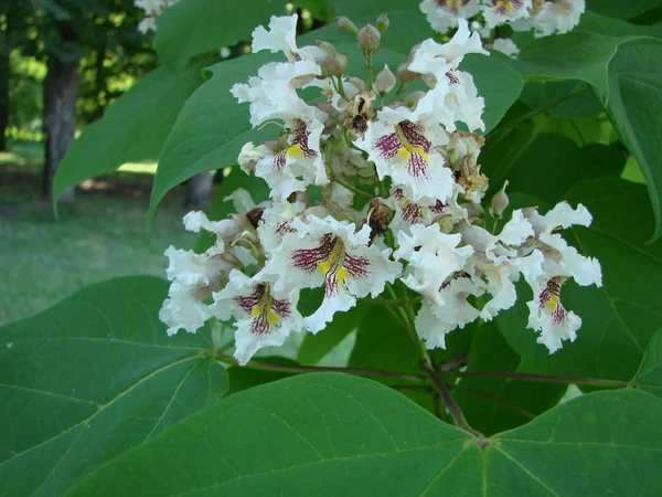 Flores de castaño en flor de primavera con fondo , — Foto de Stock