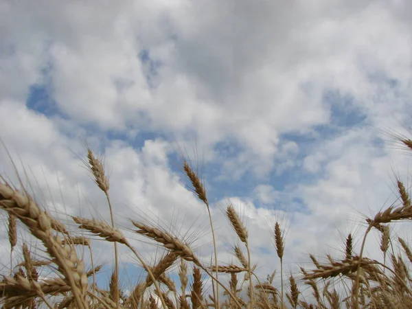 Campo di grano. Orecchie di grano dorato da vicino. Orecchie di grano su uno sfondo di cielo azzurro durante giorno estivo . — Foto Stock