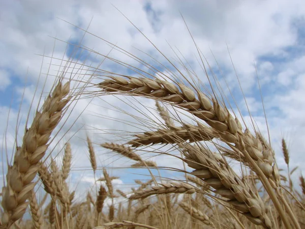 Campo de trigo. Orejas de trigo dorado de cerca. Orejas de trigo sobre un fondo de cielo azul en el día de verano . — Foto de Stock