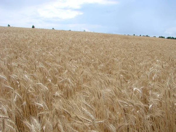 Strada rurale di campagna attraverso il campo di grano. Campo di orzo giallo in estate. Stagione agricola, tempo di vendemmia. Cielo colorato drammatico all'alba . — Foto Stock