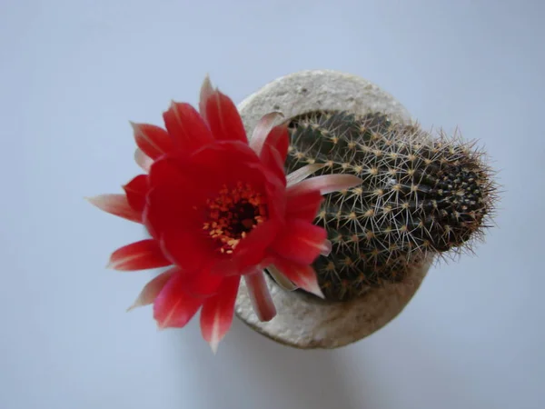 Cacto com grandes flores vermelhas isoladas em branco — Fotografia de Stock