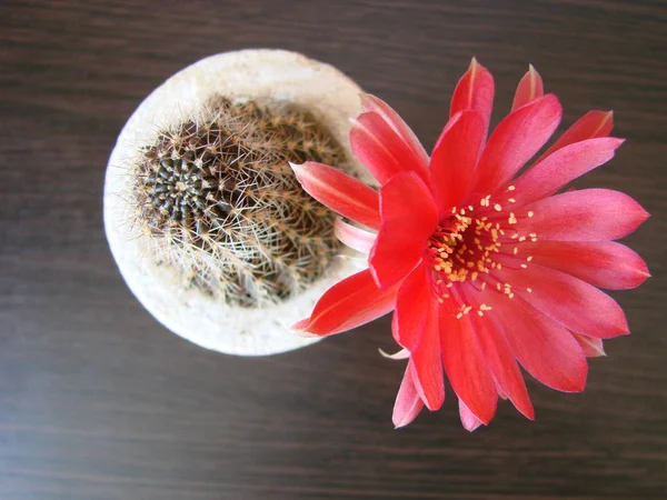 Red flower cactus, Mammillaria cactus flower. cactus flower