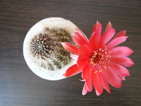 Red flower cactus, Mammillaria cactus flower. cactus flower