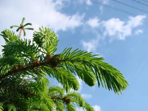 Makro av blågran kvist, Gran knoppar. Unga gröna groddar FIR Tree Twig nålar. — Stockfoto