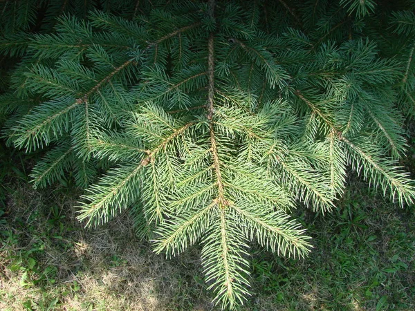 Abete rosso, abete rosso verde, abete rosso blu, con nome scientifico Picea pungens, è una specie di abete rosso . — Foto Stock