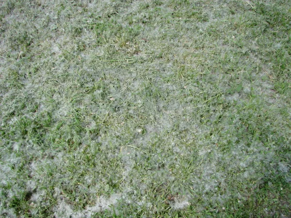 Зеленая трава и тополь пух — стоковое фото