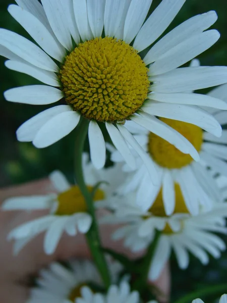 Blooming chamomile field, Chamomile flowers. — Stock Photo, Image