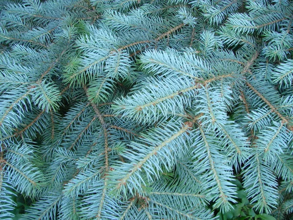Branche d'épinette bleue. Belle branche d'épinette avec aiguilles. Arbre de Noël dans la nature . — Photo