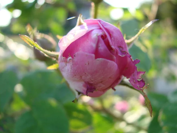 Beautiful flowers of teahouse roses in garden bed — Stock Photo, Image