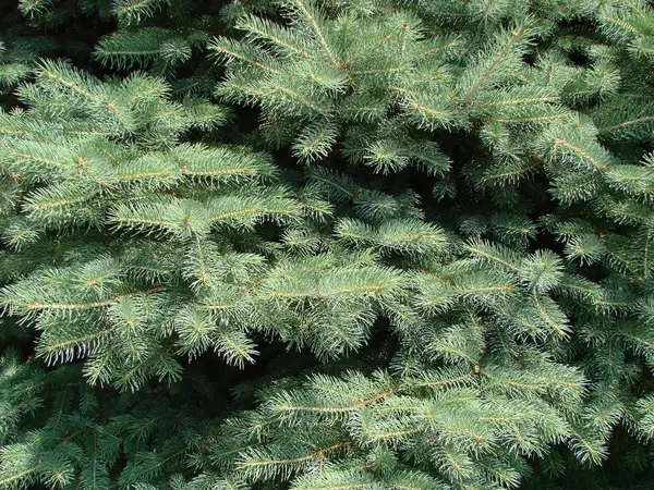 Blågran, grön Gran, blågran, med vetenskapligt namn Picea pungens, är en art av Gran träd. — Stockfoto