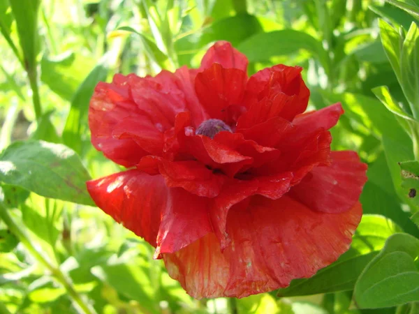 Красные Цветы Мака Поле Символ Дня Памяти Светлый Цветок — стоковое фото