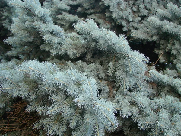 蓝色云杉 绿色云杉 蓝色云杉 科学名称Picea双根 是云杉树的一种 — 图库照片