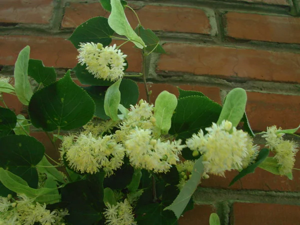 Flowers Blossoming Tree Linden Wood Used Pharmacy Apothecary Natural Medicine — Stock Photo, Image