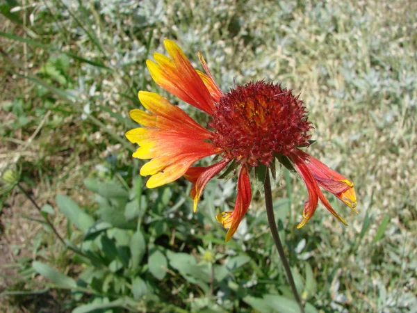 Rot-gelbe Rudbeckia-Blume — Stockfoto