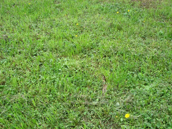Tagliare striscia di erba verde. Falciare il prato . — Foto Stock